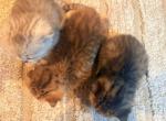 Lunas little stars - British Shorthair Kitten For Sale - San Marcos&comma; CA&comma; US
