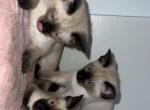 Motchi and Siblings - Siamese Kitten For Sale - Dearborn&comma; MI&comma; US