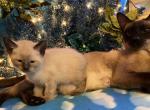 Lil climber - Siamese Kitten For Sale - CO&comma; US