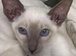 Tilsir - Siamese Kitten For Sale - CO&comma; US