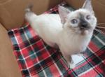 Missy - Siamese Kitten For Sale - 