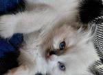 Jenny - Ragdoll Kitten For Sale - Bigmount&comma; PA&comma; US
