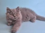 Lucky - British Shorthair Kitten For Sale - Norwalk&comma; CT&comma; US