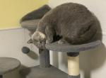 Jenny - British Shorthair Cat For Sale/Service - Auburn&comma; IN&comma; US