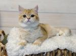 Golden chinchilla British shorthair - British Shorthair Kitten For Sale - Spokane&comma; WA&comma; US