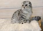 Blue tabby Scottish Fold girl - Scottish Fold Kitten For Sale - Spokane&comma; WA&comma; US