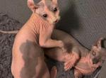 Elf - Sphynx Kitten For Sale - Boston&comma; MA&comma; US