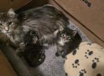 Maine coon kittens - Maine Coon Kitten For Sale - Easton&comma; PA&comma; US