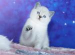Simba - British Shorthair Kitten For Sale - New York&comma; NY&comma; US