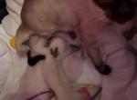 fab five guys - Siamese Kitten For Sale - West Lawn&comma; PA&comma; US