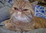 ROBLO - Exotic Cat For Sale - 