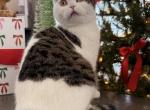 Oscar - Scottish Fold Cat For Sale - Denver&comma; CO&comma; US