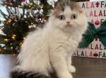Pearl - Scottish Fold Kitten For Sale - Denver&comma; CO&comma; US