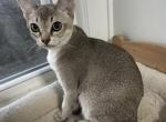Sophia July baby - Singapura Kitten For Sale