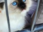 TICA REGISTERED Ragdoll kitten - Ragdoll Kitten For Sale - 