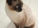 Chocolate Snowshoe girl - Snowshoe Kitten For Sale - Walterboro&comma; SC&comma; US