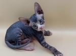 Boy bicolor black tabby - Sphynx Kitten For Sale - Boyertown&comma; PA&comma; US