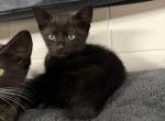 Bob - Japanese Bobtail Kitten For Adoption - Escondido&comma; CA&comma; US