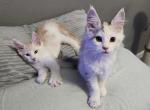 Kallie x Oliver III - Maine Coon Kitten For Sale - Pottsville&comma; AR&comma; US
