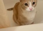 Zephyr - Domestic Cat For Adoption - AZ&comma; US