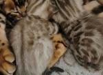 Faith Hope Charity - Bengal Kitten For Sale - Kimbolton&comma; OH&comma; US
