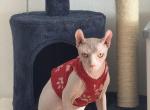 ELF male cat - Sphynx Kitten For Sale - Miami&comma; FL&comma; US