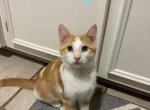 Pleakley - Domestic Kitten For Sale - The Woodlands&comma; TX&comma; US