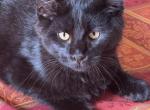 Lilly of Donnelly - Maine Coon Cat For Sale - Port Clinton&comma; OH&comma; US