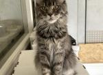 Lylah - Maine Coon Cat For Sale - 