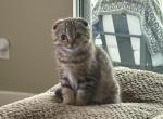 Scottish Fold Male BEAR - Scottish Fold Kitten For Sale - Tampa&comma; FL&comma; US