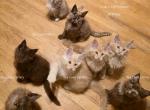 Litter L Also listed individually - Maine Coon Kitten For Sale - Longmont&comma; CO&comma; US