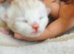 ADOPTED Charmander of the Pokemon Diamond Litter - Siberian Kitten For Adoption - 