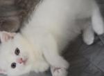 Kitty - Scottish Straight Kitten For Adoption - Brooklyn&comma; NY&comma; US