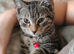 Daniel - Domestic Kitten For Adoption - Fort Pierce&comma; FL&comma; US