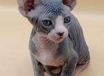 Boy blue bicolor tabby - Sphynx Kitten For Sale - Boyertown&comma; PA&comma; US