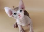 Boy bicolor orange tabby - Sphynx Kitten For Sale - Boyertown&comma; PA&comma; US