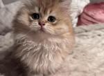 Persik - British Shorthair Kitten For Sale - San Mateo&comma; CA&comma; US