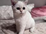 Lialiya - British Shorthair Kitten For Sale - San Mateo&comma; CA&comma; US