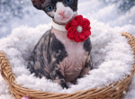 Calico tabby girl - Sphynx Kitten For Sale - Boyertown&comma; PA&comma; US