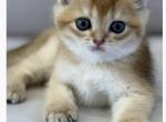 Golden chinchilla male - Scottish Straight Kitten For Sale - Brooklyn&comma; NY&comma; US