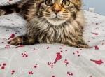Maine Coon Female - Maine Coon Kitten For Sale - Staten Island&comma; NY&comma; US