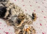 Maine Coon - Maine Coon Kitten For Sale - Staten Island&comma; NY&comma; US