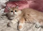 Benny - British Shorthair Kitten For Sale - San Mateo&comma; CA&comma; US