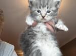 Frost from Holiday Litter - Siberian Kitten For Sale - Belchertown&comma; MA&comma; US