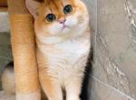 Lucky sundae - British Shorthair Kitten For Sale - Los Angeles&comma; CA&comma; US