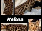 Kekoa - Bengal Cat For Sale - Florence&comma; SC&comma; US