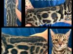 Bonnie - Bengal Cat For Sale - Florence&comma; SC&comma; US