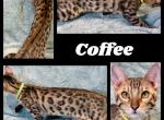 Coffee - Bengal Cat For Sale - Florence&comma; SC&comma; US
