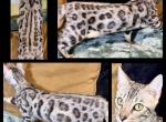 Gandalf - Bengal Kitten For Sale - Florence&comma; SC&comma; US