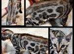 Frodo - Bengal Kitten For Sale - Florence&comma; SC&comma; US